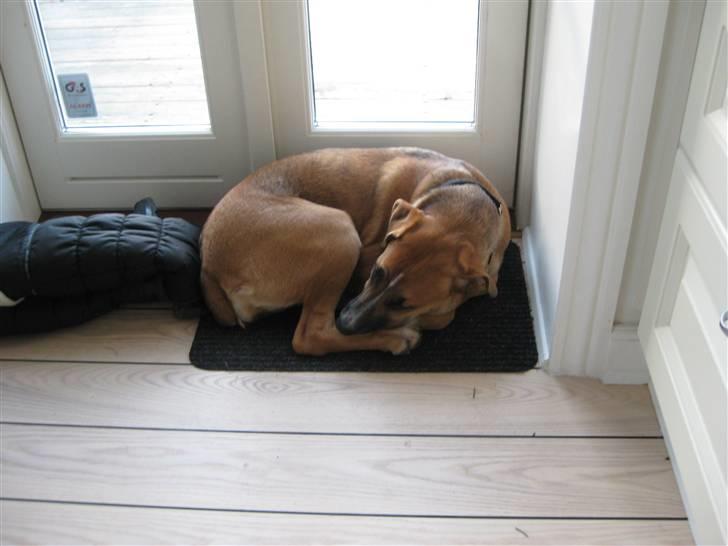 Blanding af racer - Mille <3 - 22/12 - Se! Jeg kan da godt være her billede 19