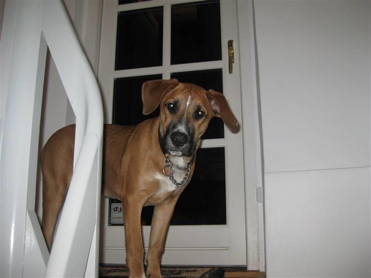 Blanding af racer - Mille <3 - 22/12 - Farvel! billede 20