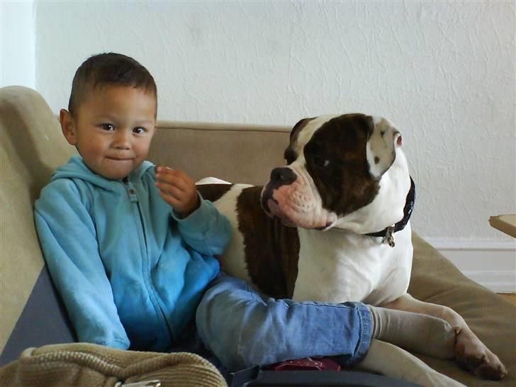 Amerikansk bulldog Bullforce Kaizer billede 18