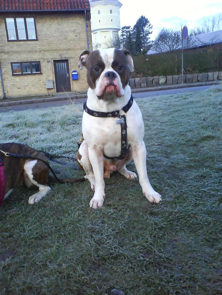 Amerikansk bulldog Bullforce Kaizer billede 20