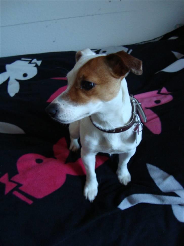 Jack russell terrier Thess billede 15