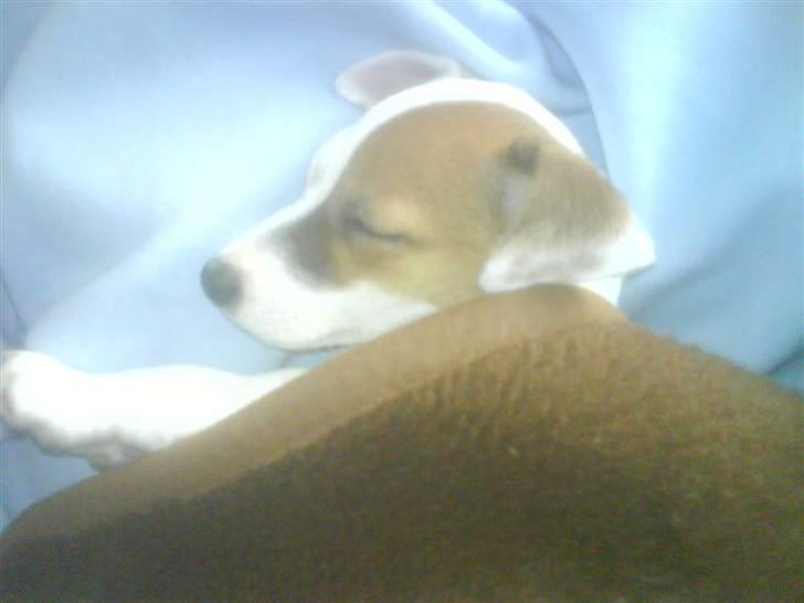 Jack russell terrier Thess billede 16