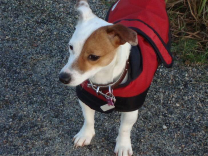 Jack russell terrier Thess billede 17