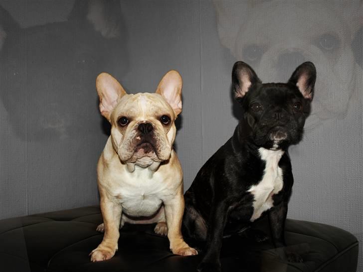 Fransk bulldog Felix billede 16