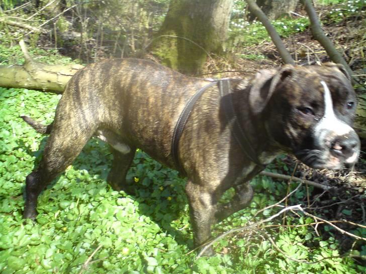 Amerikansk staffordshire terrier $ Hector $ billede 8