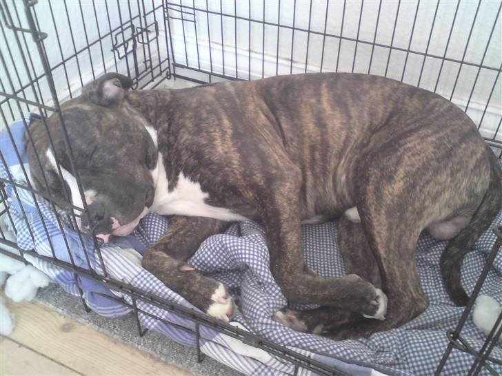 Amerikansk staffordshire terrier $ Hector $ billede 9