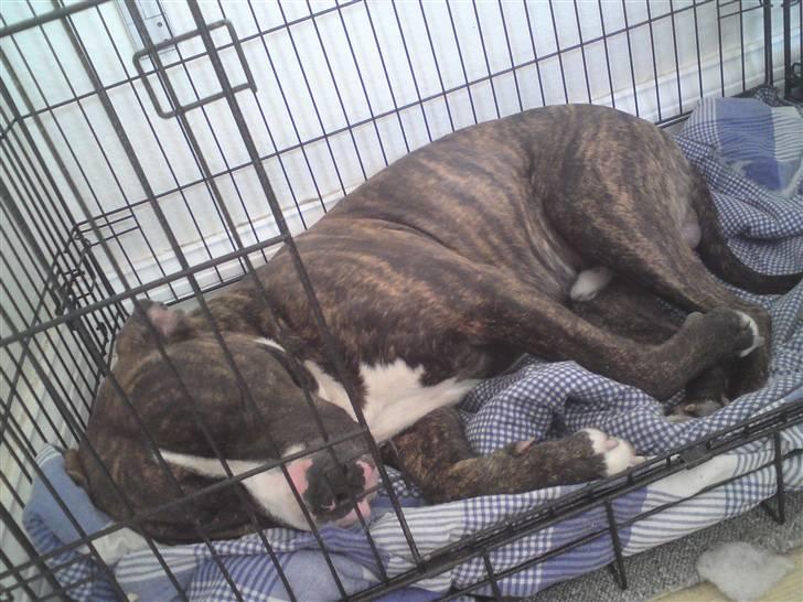 Amerikansk staffordshire terrier $ Hector $ billede 10