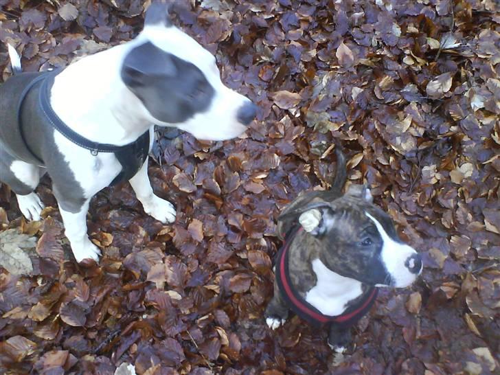 Amerikansk staffordshire terrier $ Hector $ billede 11