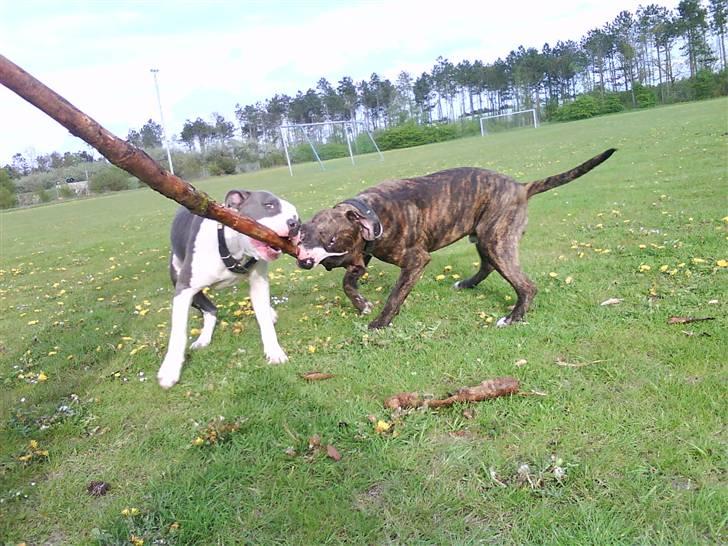 Amerikansk staffordshire terrier $ Hector $ billede 12