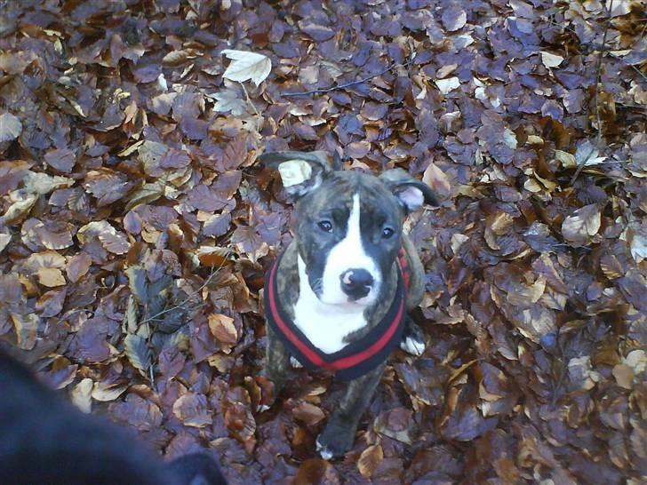 Amerikansk staffordshire terrier $ Hector $ billede 13