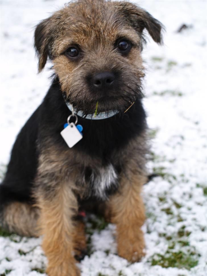 Border terrier Basse - Vinterens første sne :) og basses første, han elskede det.  billede 1