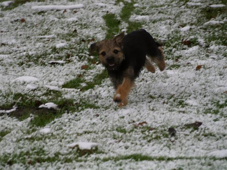 Border terrier Basse - uuh, det er bare skønt og løbe efter sneboldene ;)  billede 2