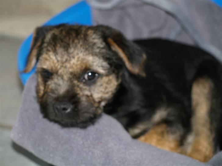 Border terrier Basse - Dagen efter vi havde fået ham hjem. billede 3