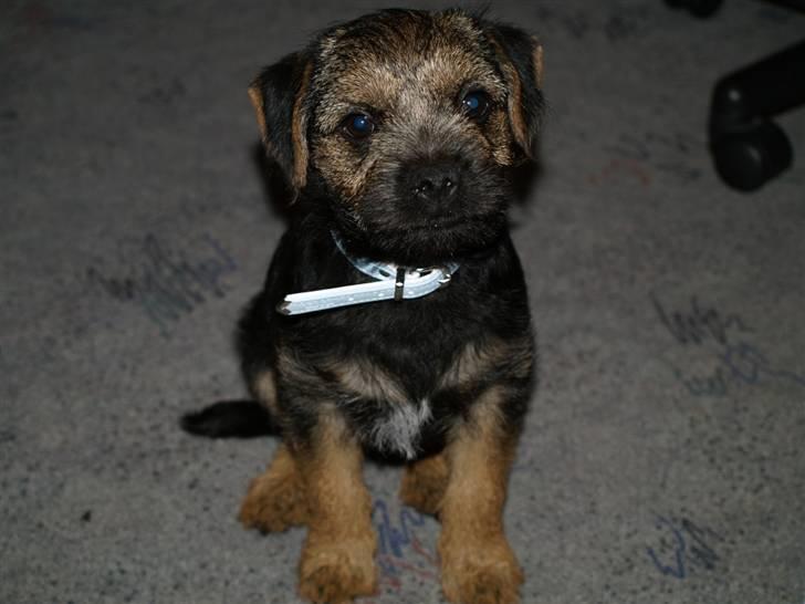 Border terrier Basse - lige fået nyt halsbånd ;)  billede 4