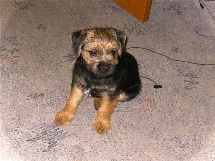 Border terrier Basse - min lille bassemand :D  billede 5
