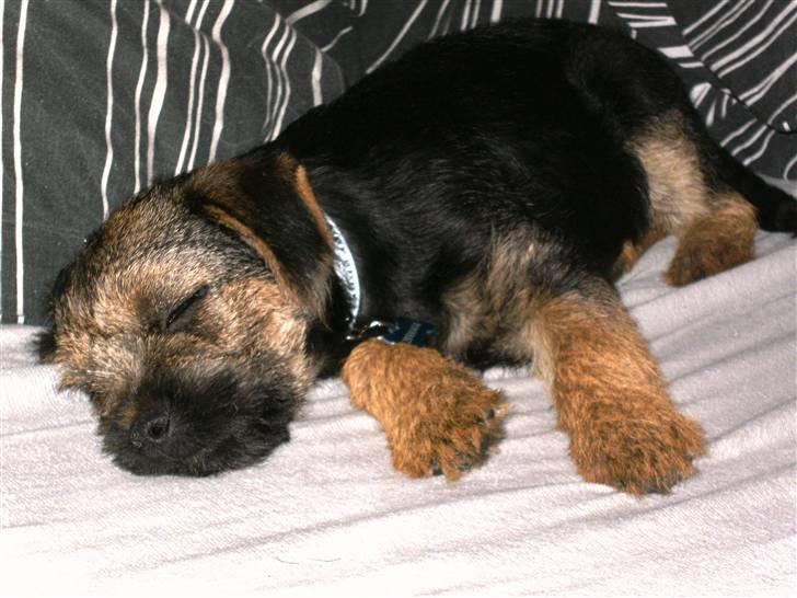 Border terrier Basse - der er intet bedre, end når man må ligge i sengen :b  billede 6