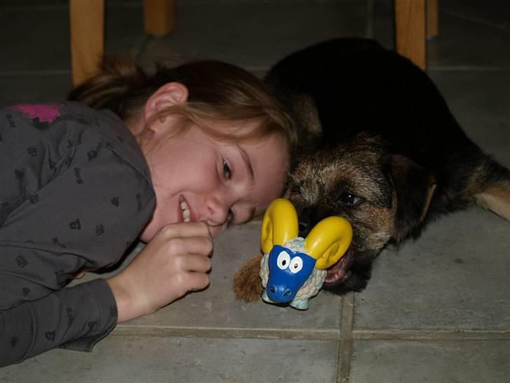 Border terrier Basse - emma og basse, leger lige ;)  billede 7