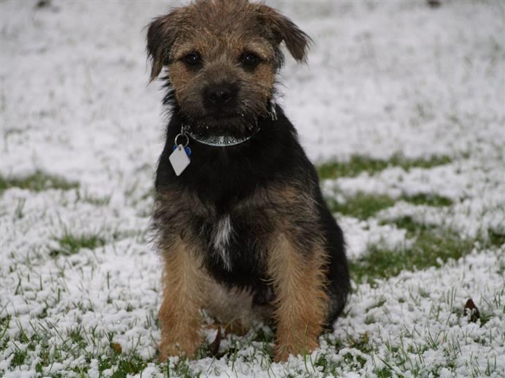 Border terrier Basse - basse i sne. billede 8