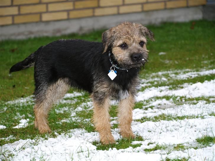 Border terrier Basse - snee billede 9