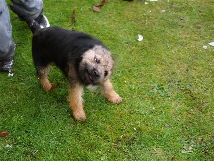 Border terrier Basse - ryste ryste :b  billede 10