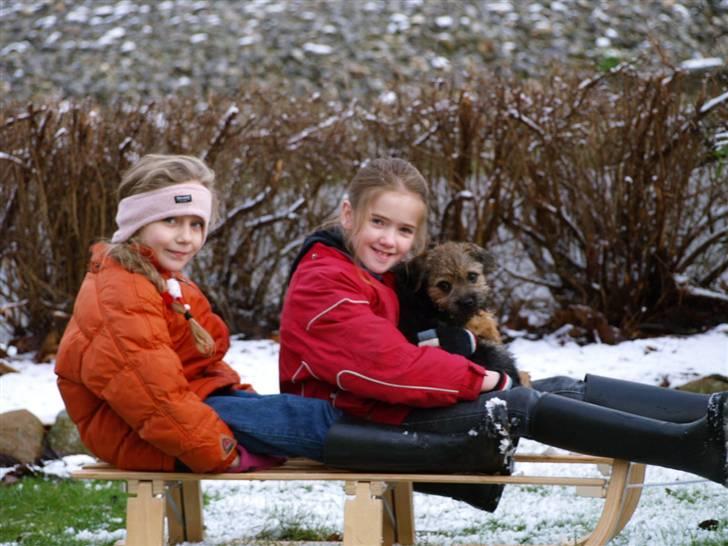 Border terrier Basse - sara, emma og basse ude og kælke ;)  billede 11