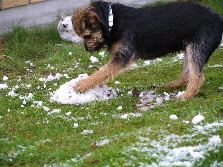 Border terrier Basse - "DØØ VED POTEE!  AARRH" haha , dræberhund vi har :b billede 12