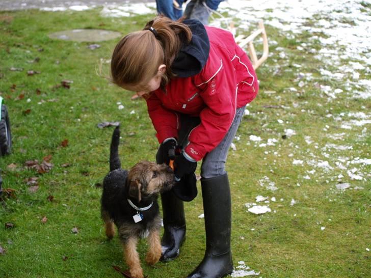 Border terrier Basse - "så giv mig dog den gulerød emmaa?"  billede 13