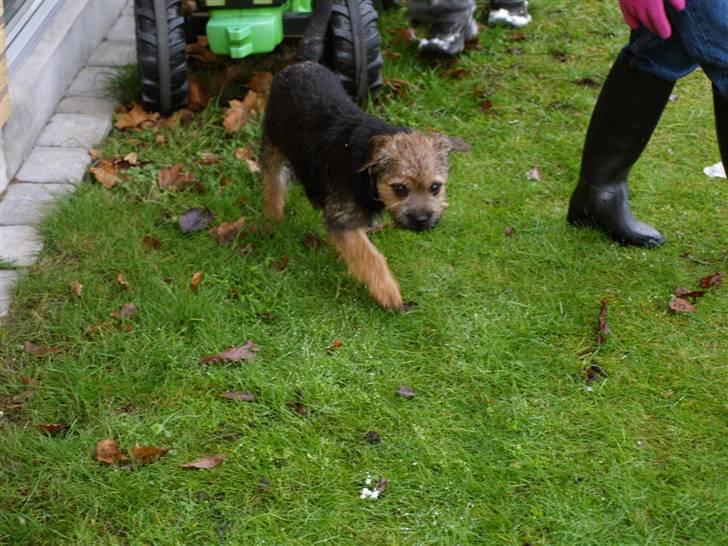 Border terrier Basse - smukke :)  billede 14