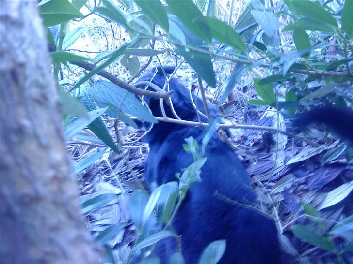 Blanding af racer Chili billede 15