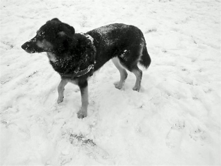 Blanding af racer Chili billede 16