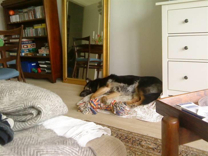 Blanding af racer Chili billede 17