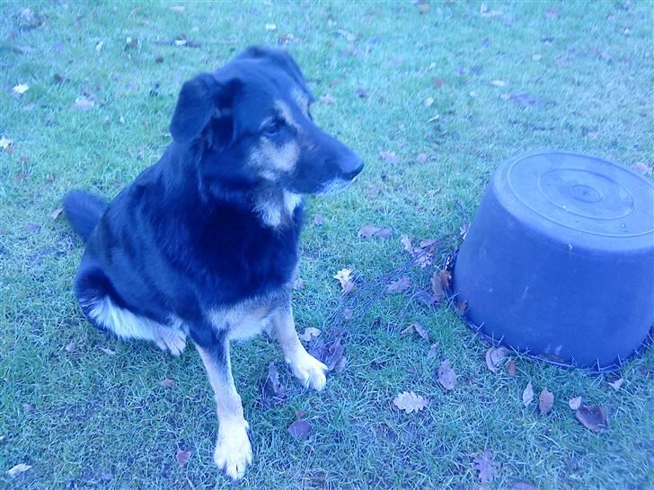 Blanding af racer Chili billede 18