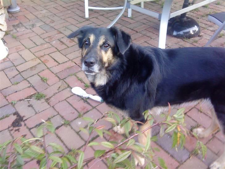 Blanding af racer Chili billede 19