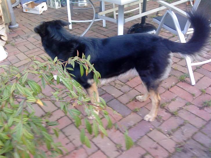 Blanding af racer Chili billede 20