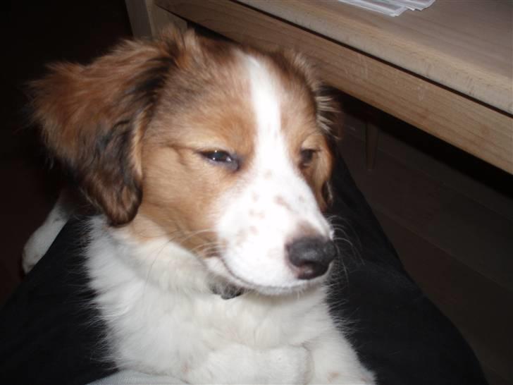 Kooikerhondje Akki-kooiko billede 7