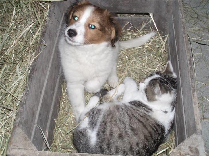 Kooikerhondje Akki-kooiko billede 8