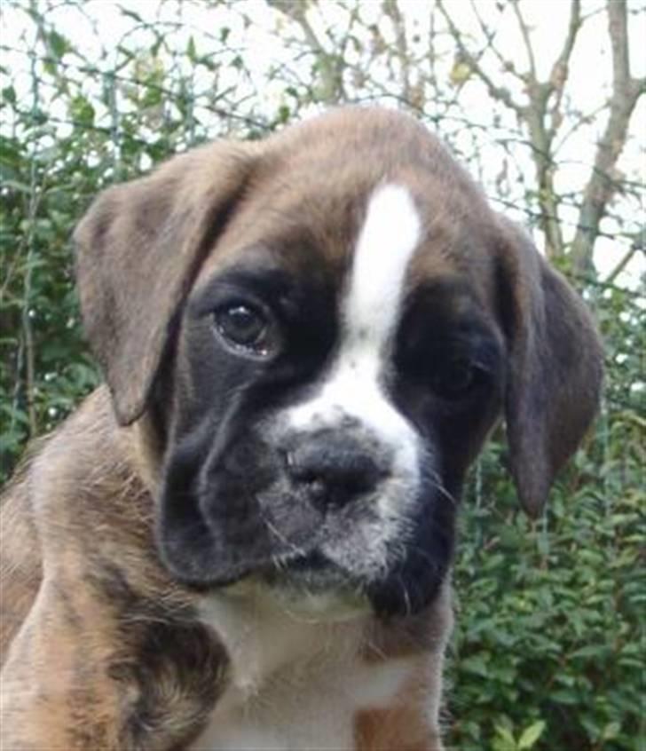 Boxer Milio billede 1