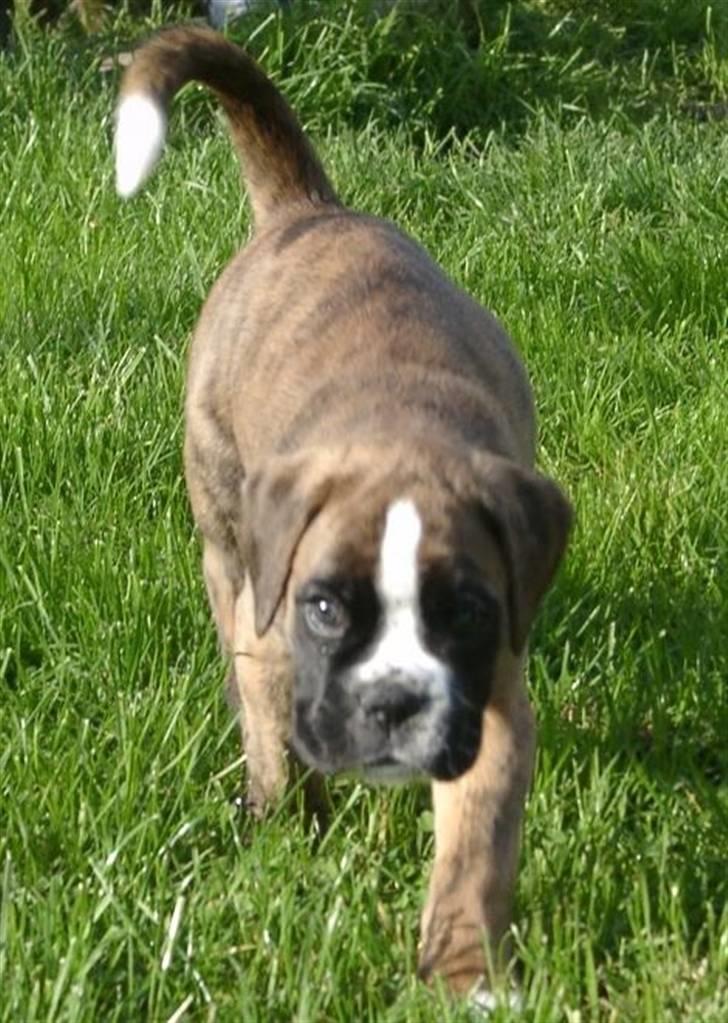 Boxer Milio billede 2