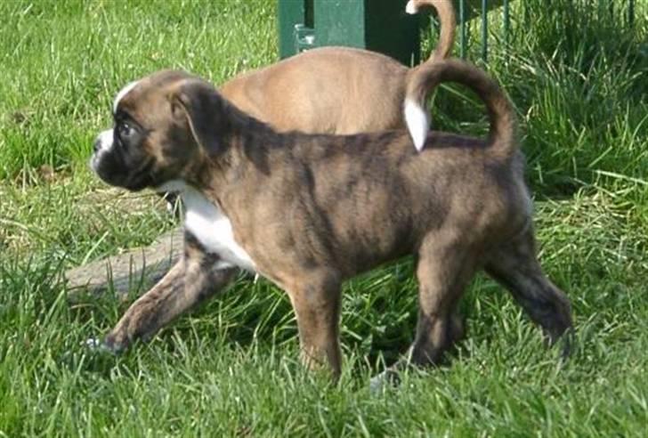 Boxer Milio billede 3