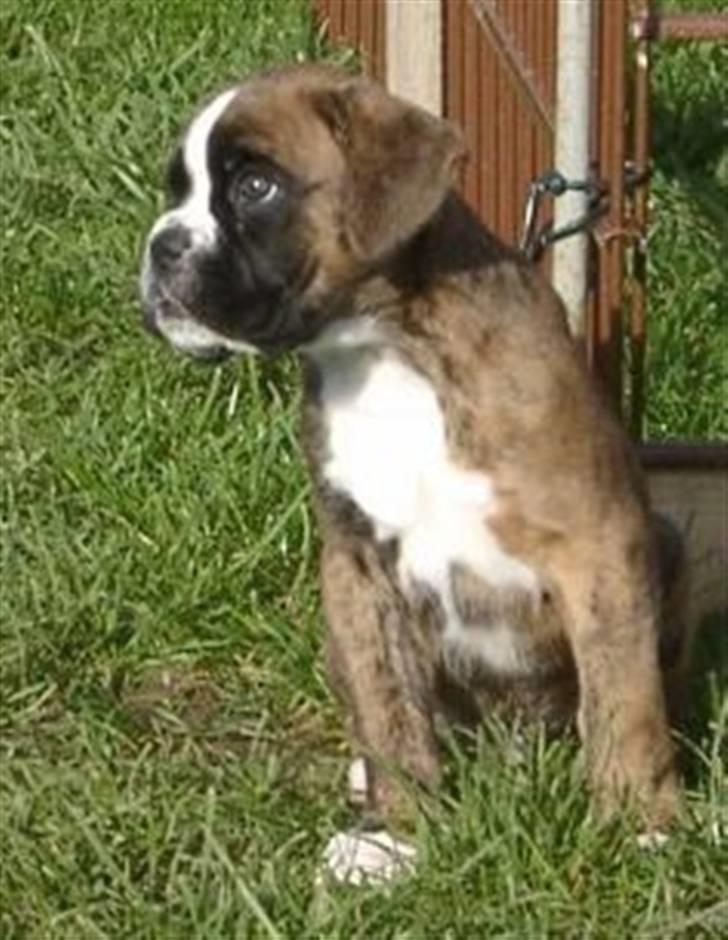 Boxer Milio billede 4