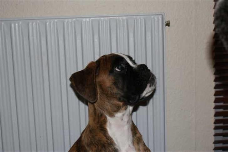 Boxer Milio billede 5