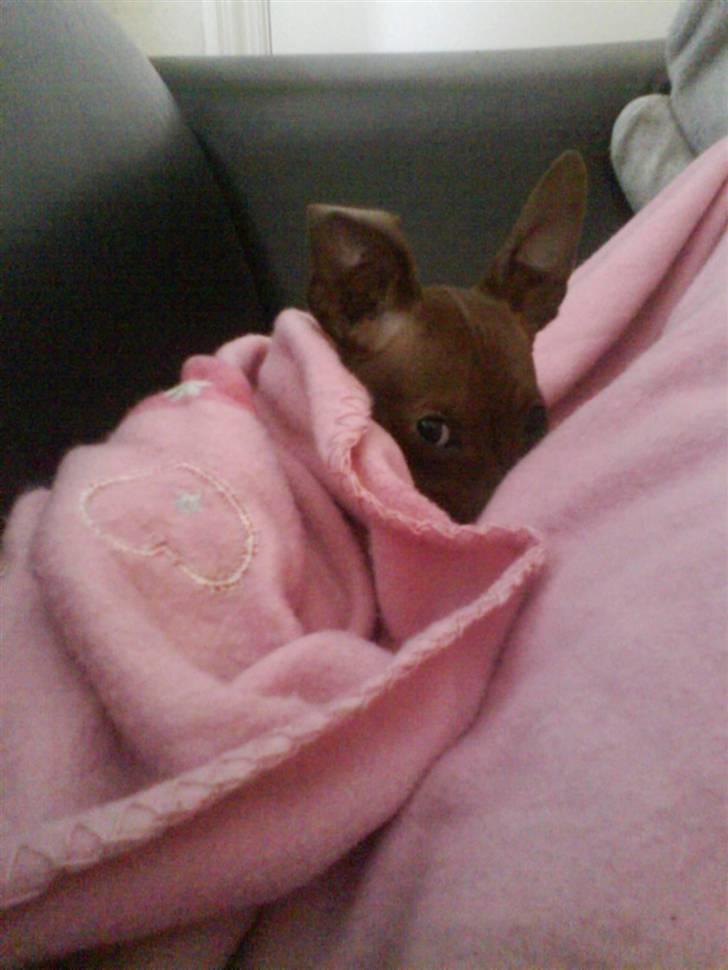 Prazsky krysarik Choco<3 billede 7