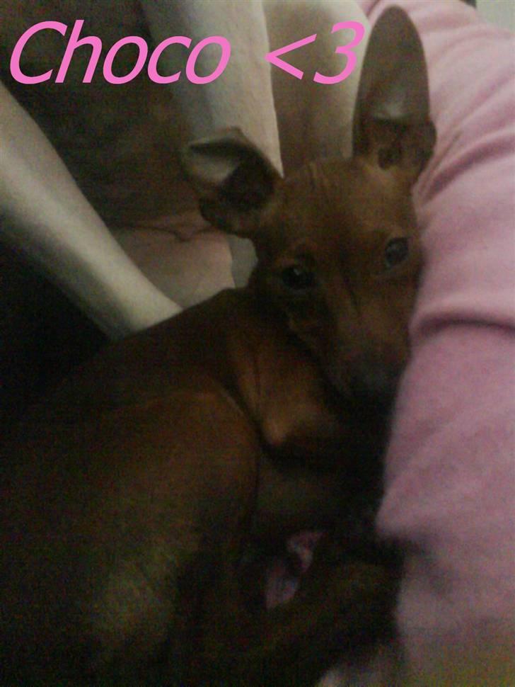 Prazsky krysarik Choco<3 billede 8
