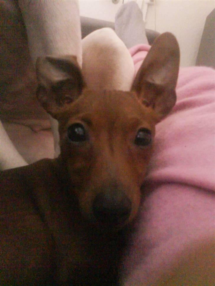 Prazsky krysarik Choco<3 billede 9