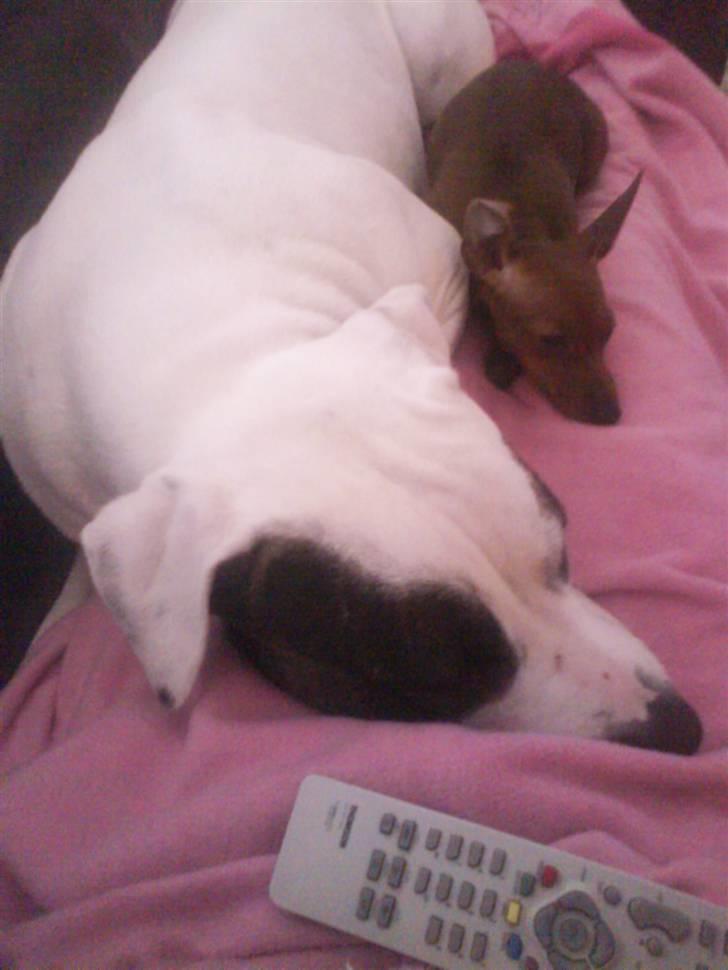 Prazsky krysarik Choco<3 billede 10