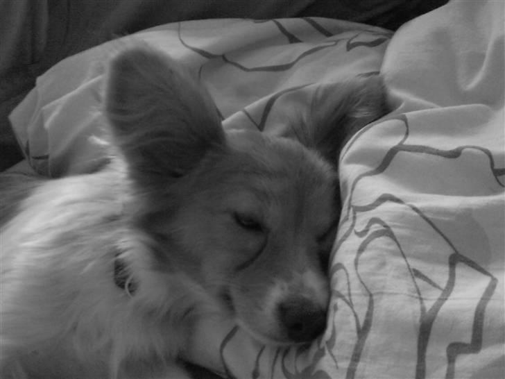 Papillon Emma billede 10