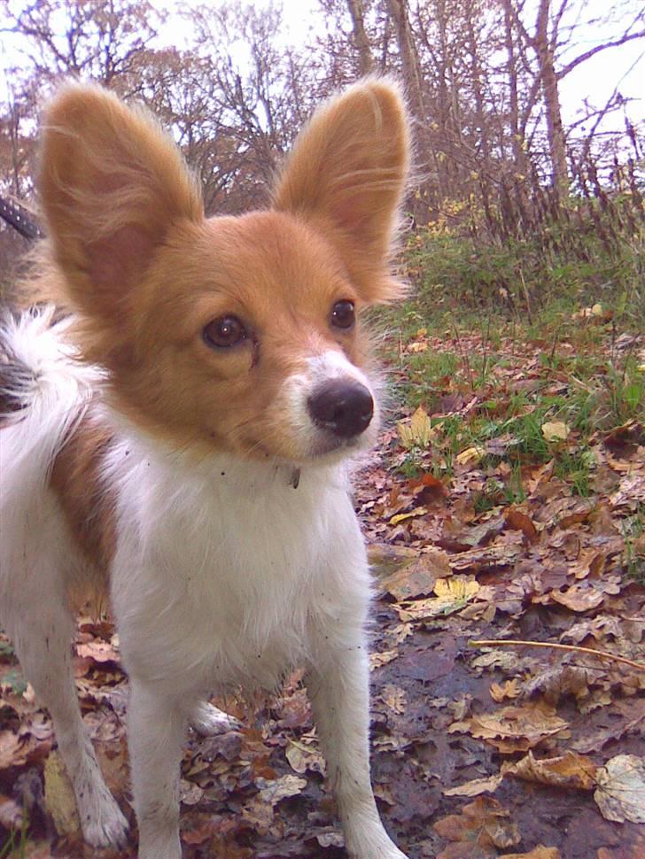 Papillon Emma billede 11