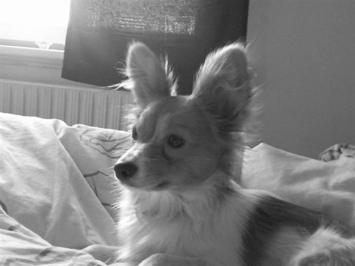 Papillon Emma billede 12