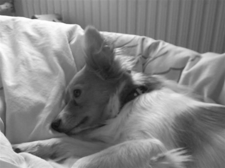 Papillon Emma billede 13