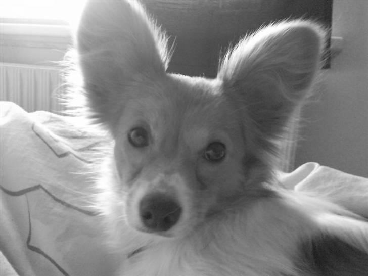 Papillon Emma billede 14